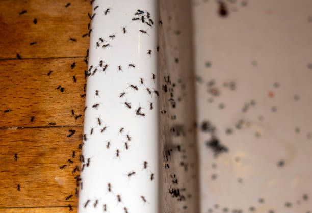 Pest Control Cost in Superior, AZ