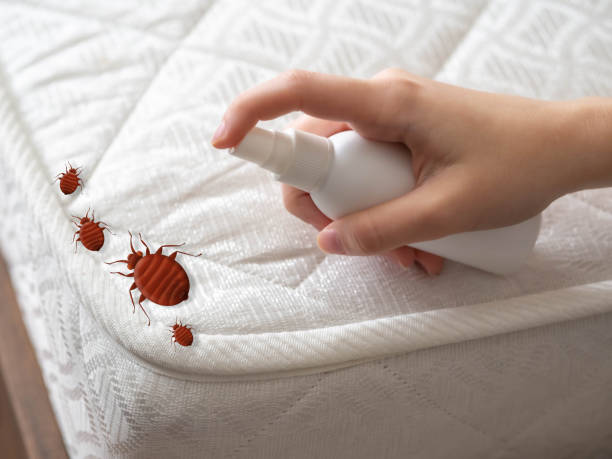 Best Commercial Pest Control Services  in Superior, AZ